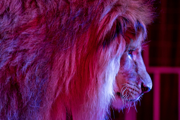 Волшебный новый год