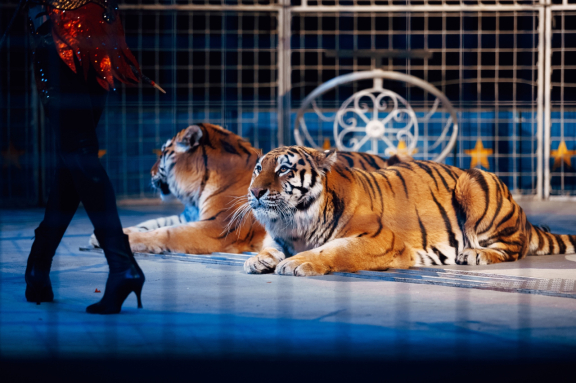 Волшебный новый год